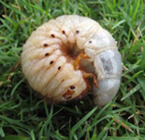 Grub Control is Essential for a Healthy Lawn - Call Benjamin Lawn and Landscape for more info!