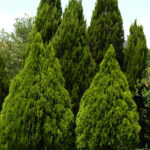 Watering Trees and Shrubs