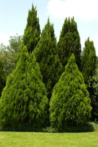 Water Trees and Shrubs to keep them healthy all summer long!