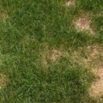 Maintaining a Healthy Lawn: Summer Lawn Care Tips
