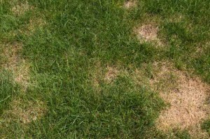 Over-watered lawns are susceptible to fungal infections