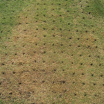 Rescue the Fescue! It’s Time for a Fall Lawn Overhaul!