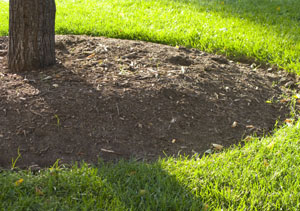 Use Mulch to Stop Weeds!