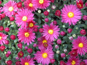 Mums are the perfect flower for Fall landscaping projects - ask Benjamin Lawn & Landscape for a free landscaping estimate! 913-499-6013