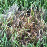 Snow Mold
