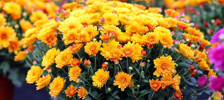 Fall Landscaping 101