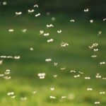 Mosquito Prevention Plans