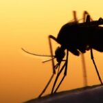 The Zika Virus in Kansas City?