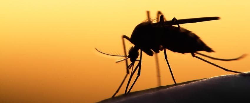 Mosquitoes spread the zika virus