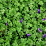 Top Five Kansas City Weeds and Treatment Options