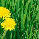 Top Five Kansas City Weeds and Treatment Options