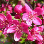 Prairie Fire Crabapple