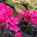 Heather's Garden Goodies - Knock-Out Roses™