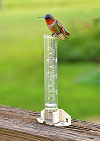 Measure water with a rain gauge