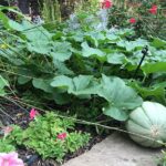 Adding Vegetables to Garden Beds