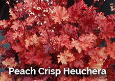 Peach Crisp Heuchera