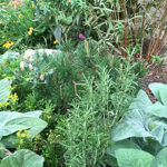 Adding Vegetables to Garden Beds
