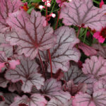 Heuchera: Featured Plant of the Month
