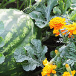 What is Companion Planting, and Can it Make My Garden Better?