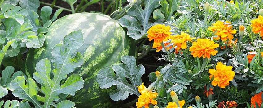 Companion Planting with marigolds and melon