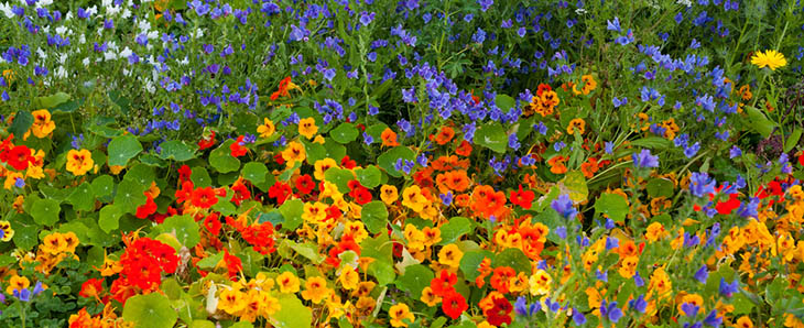 Nasturtium in a meadow