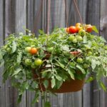 Hanging Basket with Tomatoes