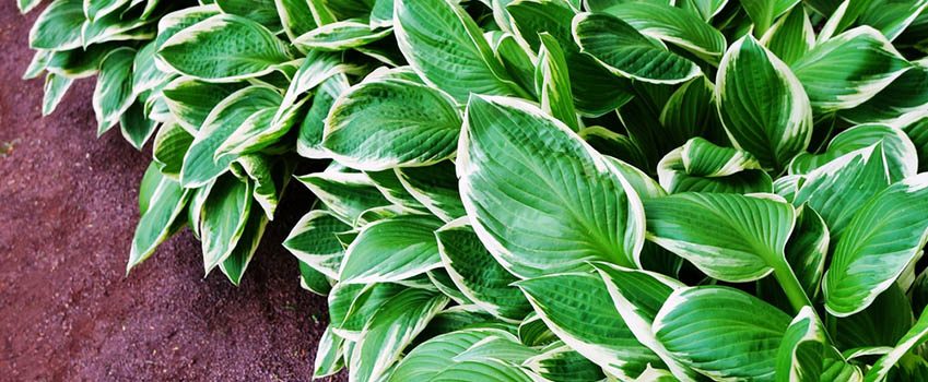 Hosta Plants in a Shady Landscape