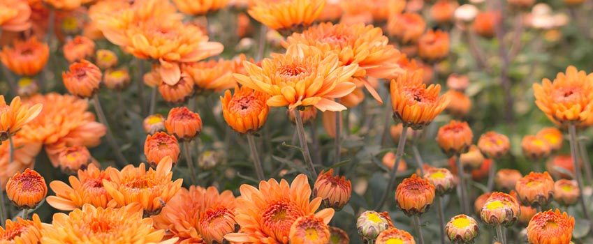 Orange chrysanthemums