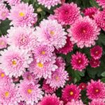 Hardy Chrysanthemums: Featured Plant of the Month