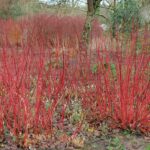 Red Twig Dogwood: Featured Plant of the Month