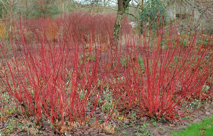 Red Twig Dogwood in landscaping