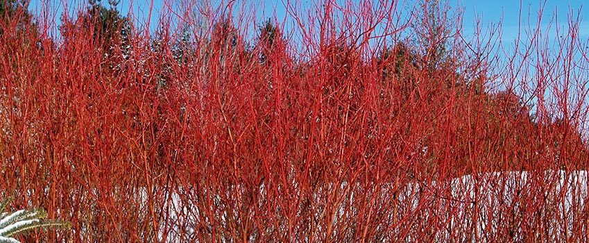 Red Twig dogwood shrub