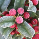Holly: Featured Plant of the Month