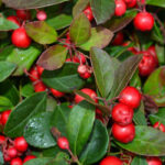 Holly: Featured Plant of the Month