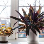 How to Keep Houseplants Alive and Thriving
