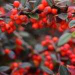 Winterberry: Featured Plant of the Month