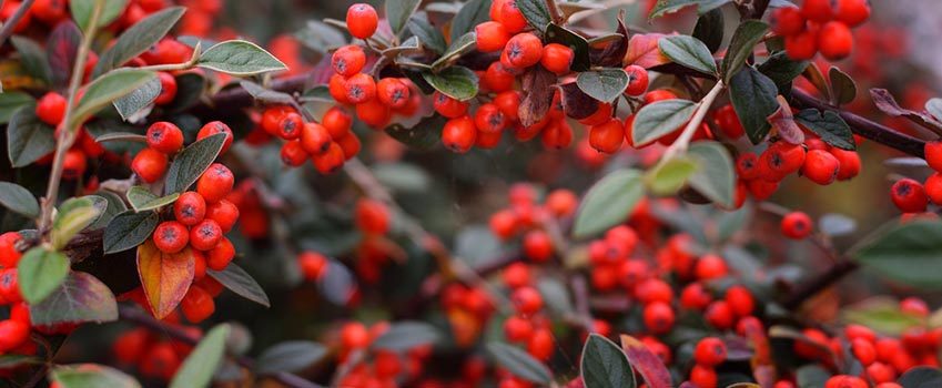 Winterberry - Featured Plant of the Month