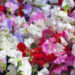 Sweet Peas: Featured Plant of the Month