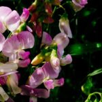 Sweet Peas: Featured Plant of the Month