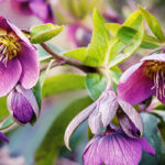 Lenten Rose: Featured Plant of the Month