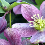 Lenten Rose: Featured Plant of the Month