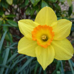 Daffodils: Featured Plant of the Month