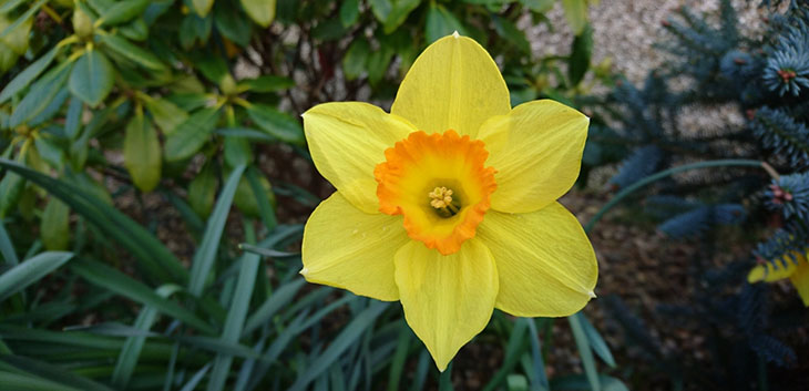 Daffodils from January to April - The Real Dirt Blog - ANR Blogs