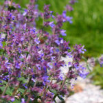 10 Best Plants for Summer Blooms