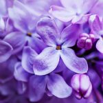 Lilacs: Featured Plant of the Month