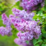 Lilacs: Featured Plant of the Month