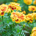 10 Best Plants for Summer Blooms