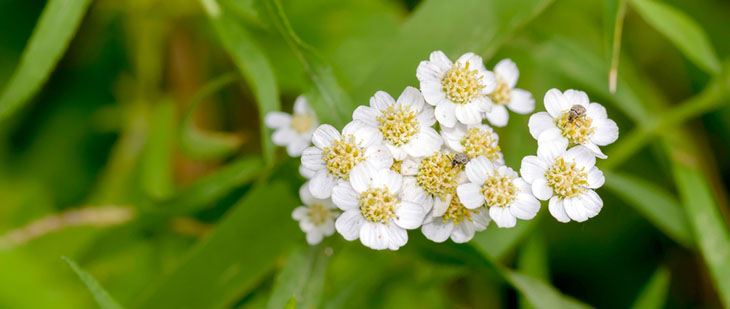 Yarrow Flowers