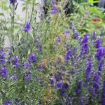 Catmint: Featured Plant of the Month