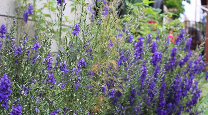 Catmint Flowers